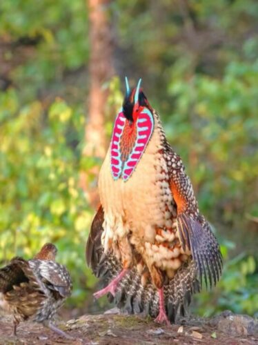 武夷山森林裡的黃腹角雉，羽色艷麗，行動隱密