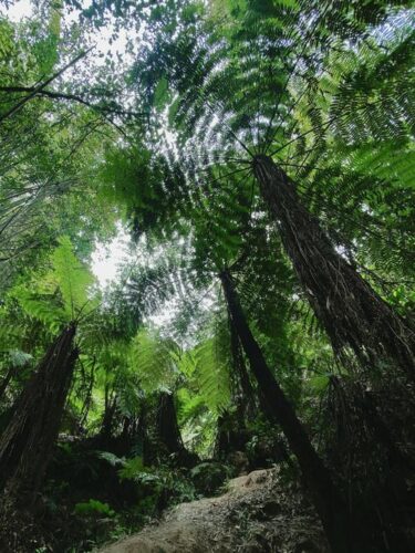 桫欏（Alsophila spinulosa）是一種古老的樹蕨，被稱為「植物界的活化石」