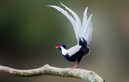 光澤禁獵治理 在武夷山出沒的白鷴是中國國家二級保護動物，保育治理的推進使狩獵行為逐步退場